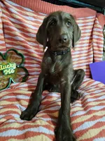 Lilac , a female Labradoodle for sale in San Antonio, TX – Photo 3 of 6