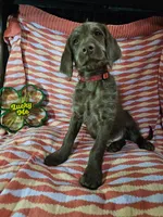 Red, a female Labradoodle for sale in San Antonio, TX – Photo 3 of 4