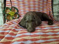 Red, a female Labradoodle for sale in San Antonio, TX – Photo 2 of 4