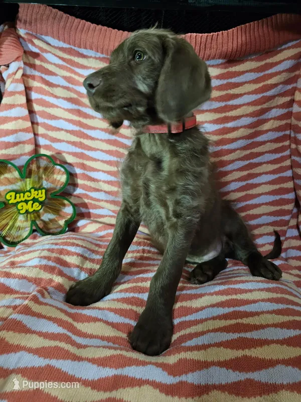 Red, a female Labradoodle for sale in San Antonio, TX – Photo 1 of 4