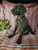 Red, a female Labradoodle for sale in San Antonio, TX – Photo 1 of 4