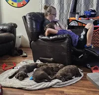 Yellow , a female Labradoodle for sale in San Antonio, TX – Photo 3 of 5