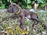 Yellow , a female Labradoodle for sale in San Antonio, TX – Photo 5 of 5
