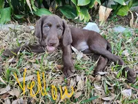 Yellow , a female Labradoodle for sale in San Antonio, TX – Photo 4 of 5