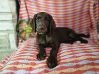 Yellow , a female Labradoodle for sale in San Antonio, TX – Photo 1 of 5