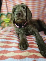 Pink, a female Labradoodle for sale in San Antonio, TX – Photo 1 of 5