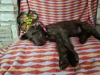 Pink, a female Labradoodle for sale in San Antonio, TX – Photo 3 of 5