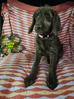 Pink, a female Labradoodle for sale in San Antonio, TX – Photo 2 of 5