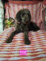 Pink, a female Labradoodle for sale in San Antonio, TX – Photo 4 of 5