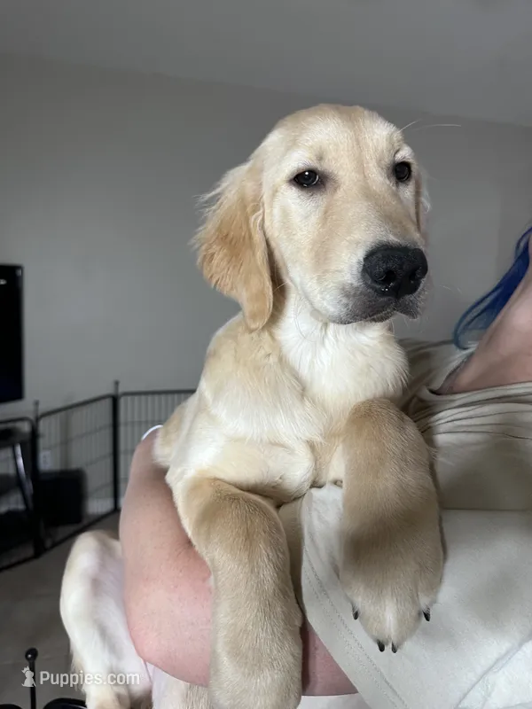 Yellow girl – Golden Retriever puppy for sale in Saint Cloud, FL