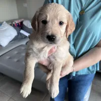 Light Blue Boy, a male Golden Retriever for sale in Saint Cloud, FL – Photo 4 of 4