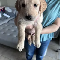 Light Blue Boy, a male Golden Retriever for sale in Saint Cloud, FL – Photo 2 of 4