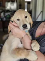 Light Blue Boy, a male Golden Retriever for sale in Saint Cloud, FL – Photo 3 of 3