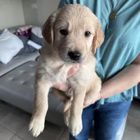 Light Blue Boy, a male Golden Retriever for sale in Saint Cloud, FL – Photo 3 of 4