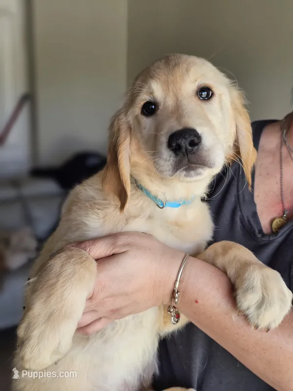 Light Blue Boy – Golden Retriever puppy for sale in Saint Cloud, FL