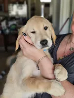 Light Blue Boy, a male Golden Retriever for sale in Saint Cloud, FL – Photo 2 of 3