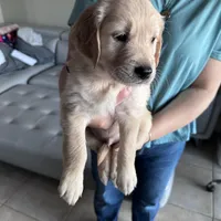 Light Blue Boy, a male Golden Retriever for sale in Saint Cloud, FL – Photo 1 of 4