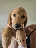 Purple Girl, a female Golden Retriever for sale in Saint Cloud, FL – 3 of 3