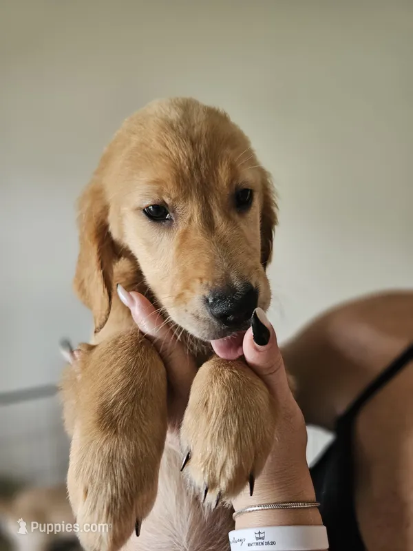 Purple Girl – Golden Retriever puppy for sale in Saint Cloud, FL