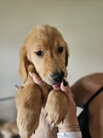 Purple Girl, a female Golden Retriever for sale in Saint Cloud, FL – 1 of 3