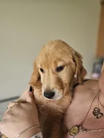 Purple Girl, a female Golden Retriever for sale in Saint Cloud, FL – 2 of 3