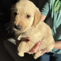 Green Boy, a male Golden Retriever for sale in Saint Cloud, FL – Photo 1 of 3