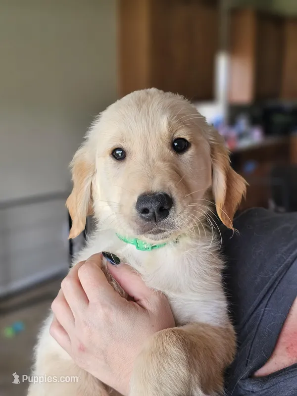 Green Boy – Golden Retriever puppy for sale in Saint Cloud, FL