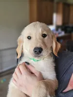 Green Boy, a male Golden Retriever for sale in Saint Cloud, FL – Photo 1 of 2