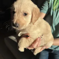 Green Boy, a male Golden Retriever for sale in Saint Cloud, FL – Photo 2 of 3