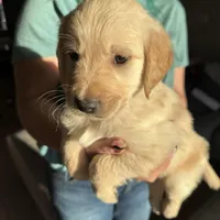 Green Boy, a male Golden Retriever for sale in Saint Cloud, FL – Photo 3 of 3