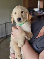 Green Boy, a male Golden Retriever for sale in Saint Cloud, FL – Photo 2 of 2