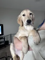 Yellow girl, a female Golden Retriever for sale in Saint Cloud, FL – 2 of 4