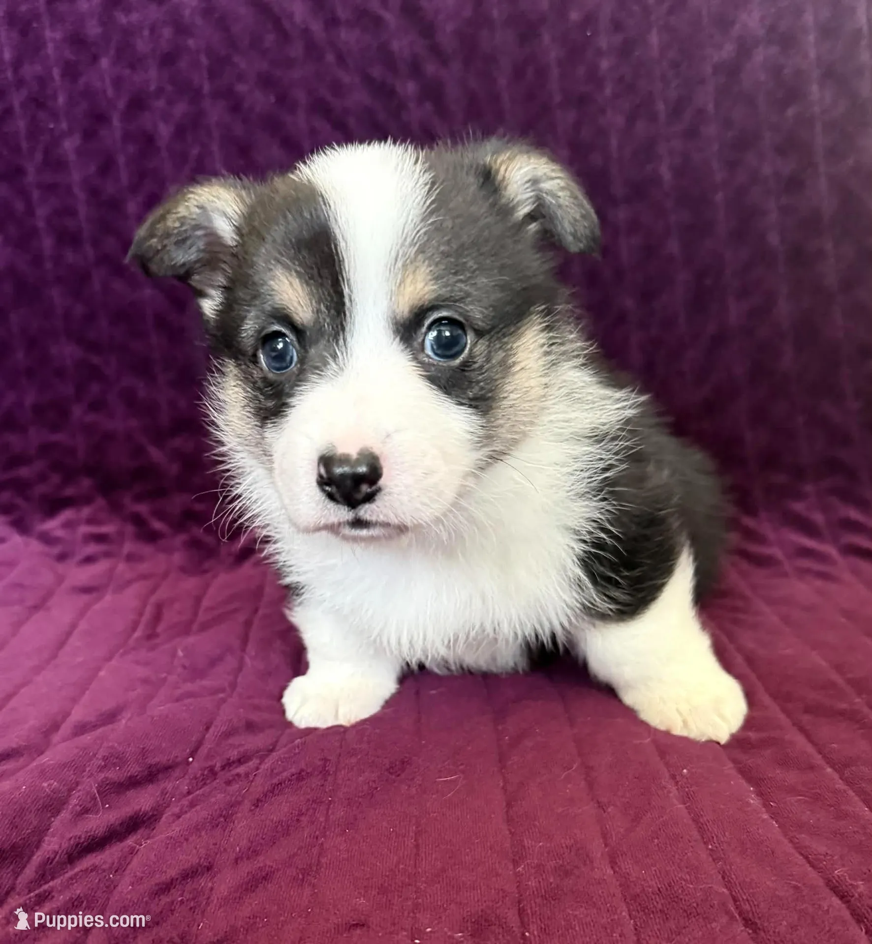 Donatello – Pembroke Welsh Corgi puppy for sale in Drain, OR