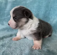 Leonardo, a male Pembroke Welsh Corgi for sale in Drain, OR – Photo 2 of 3