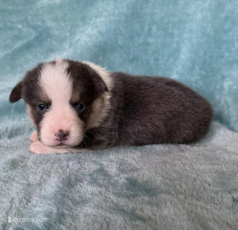 Leonardo, a male Pembroke Welsh Corgi for sale in Drain, OR – Photo 1 of 3