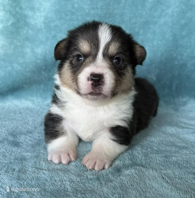 Raphael – Pembroke Welsh Corgi puppy for sale in Drain, OR
