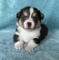 Raphael, a male Pembroke Welsh Corgi for sale in Drain, OR – Photo 1 of 2