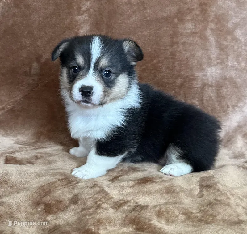 Raphael – Pembroke Welsh Corgi puppy for sale in Drain, OR