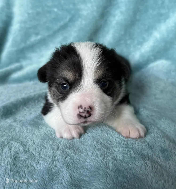 Donatello – Pembroke Welsh Corgi puppy for sale in Drain, OR