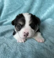 Donatello, a male Pembroke Welsh Corgi for sale in Drain, OR – Photo 1 of 3
