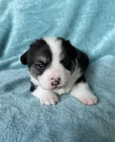 Donatello, a male Pembroke Welsh Corgi for sale in Drain, OR – Photo 3 of 3