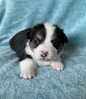 Donatello, a male Pembroke Welsh Corgi for sale in Drain, OR – Photo 2 of 3