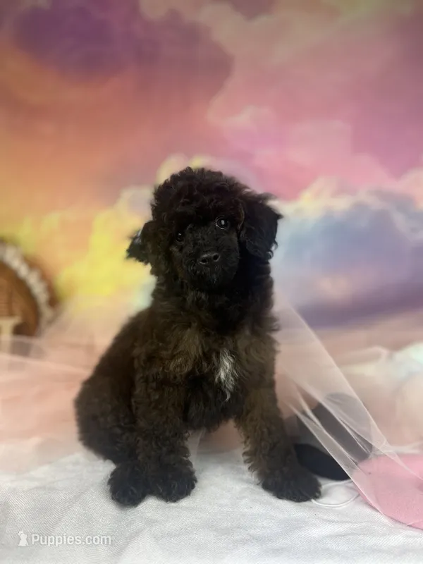 Pumpkin – Poodle - Toy  puppy for sale in Nevada City, CA