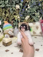Gary, a male Poodle - Toy  for sale in Nevada City, CA – 3 of 4