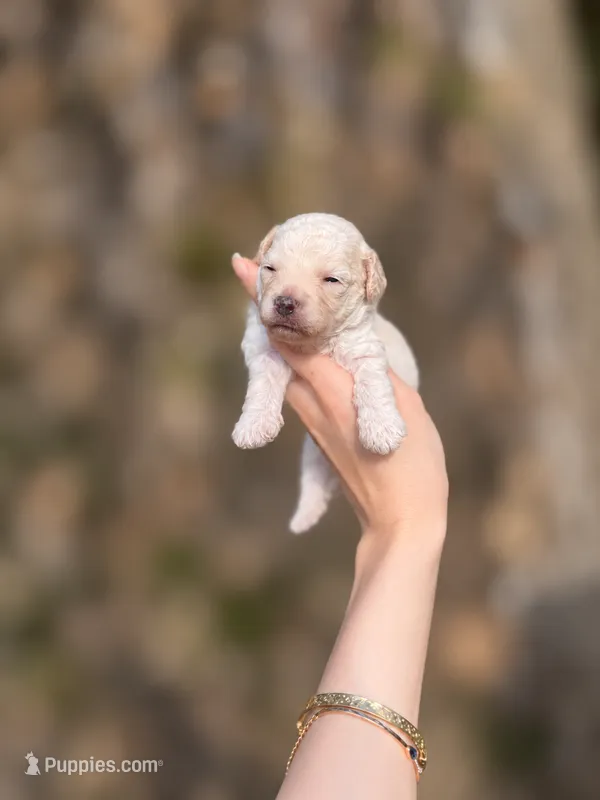 Vincent  – Poodle - Toy  puppy for sale in Nevada City, CA