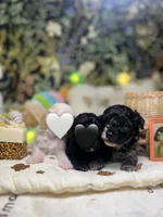 Sally, a female Poodle - Toy  for sale in Nevada City, CA – 2 of 3