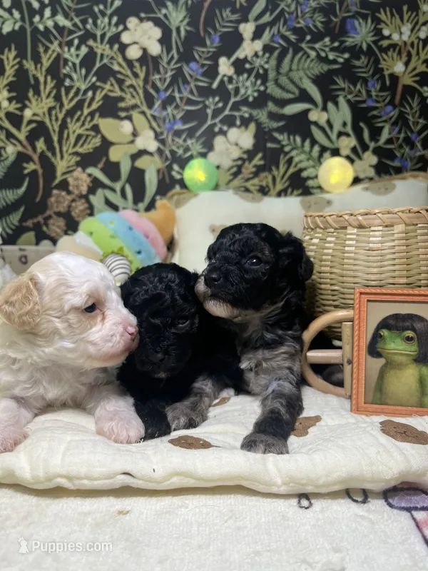 Sally – Poodle - Toy  puppy for sale in Nevada City, CA