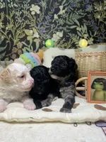 Sally, a female Poodle - Toy  for sale in Nevada City, CA – 1 of 6