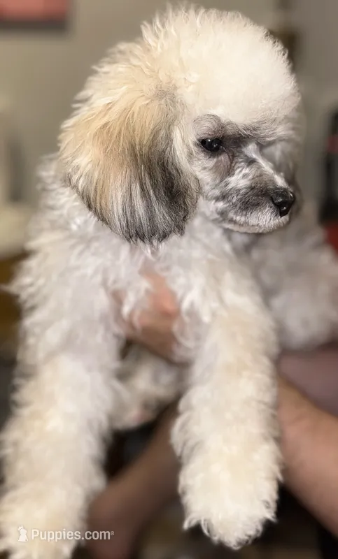 Mochi – Poodle - Toy  puppy for sale in Nevada City, CA