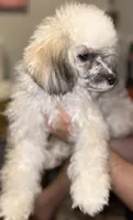 Mochi, a female Poodle - Toy  for sale in Nevada City, CA – 1 of 1